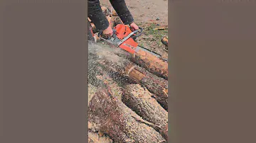 Бензопила Oleo-mac GS650 пилит ольху #бензопила #oleo-mac #chainsaw
